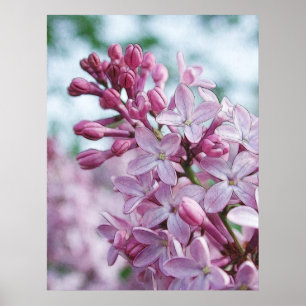 Poster Pretty Purple Lilacs
