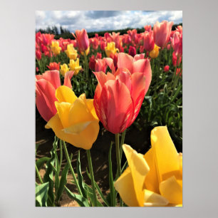 Poster Pretty Spring Tulips in a Field, Oregon