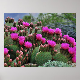 Poster Prickle Pear Cactus en Bloom Père Noël Fe NM