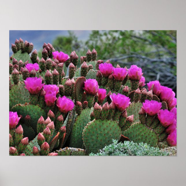 Poster Prickle Pear Cactus en Bloom Père Noël Fe NM (Devant)