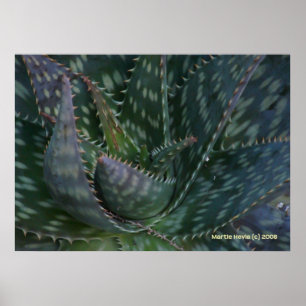 Poster Prickly Aloe Vera