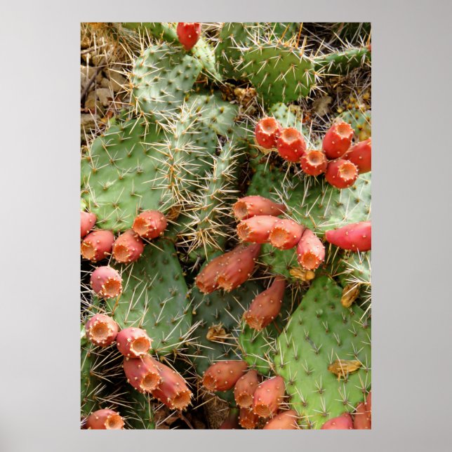 Poster Prickly Pear Cactus (Devant)