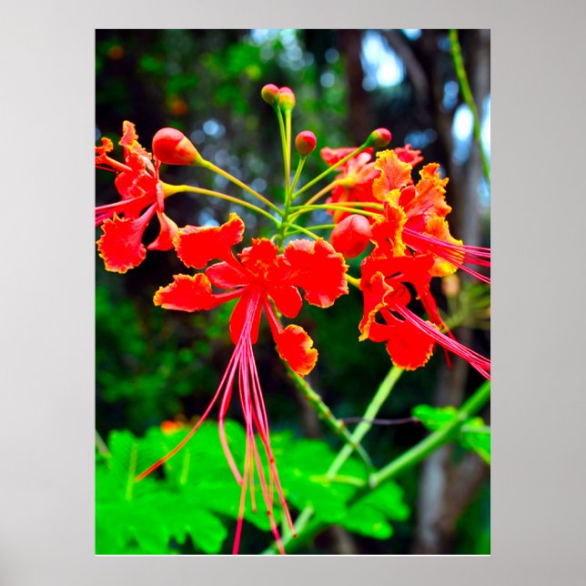 Poster Pride of Barbados Stretched Canvas Print (Devant)