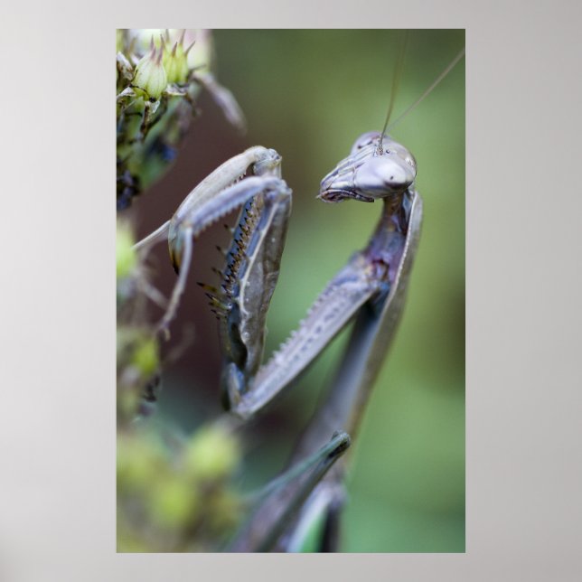 Poster Prier Mantis (Devant)