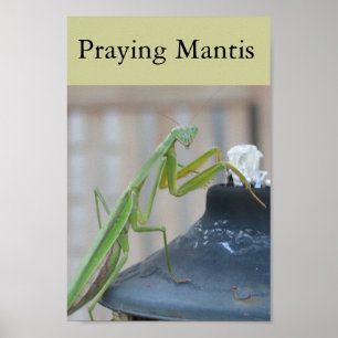 Poster Prier Mantis