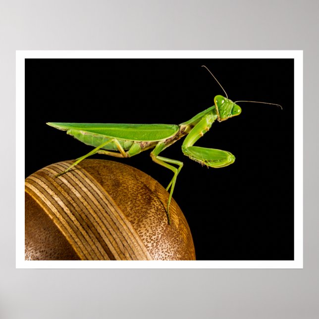 Poster Prier Mantis Gros plan (Devant)