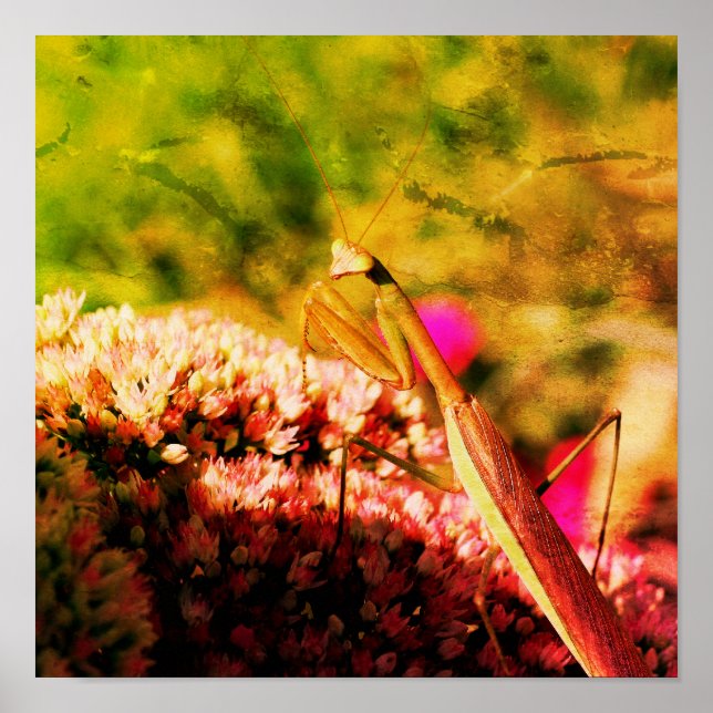Poster Prier Mantis Sur Sedum Fleur Abstrait Grunge (Devant)
