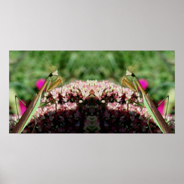 Poster Prier Mantis Sur Sedum Flower Mirror Abstrait (Devant)