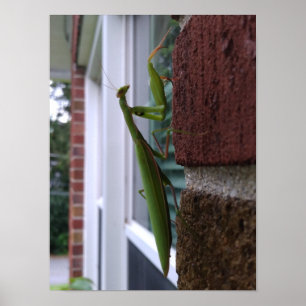 Poster Priez Mantis sur mur de briques