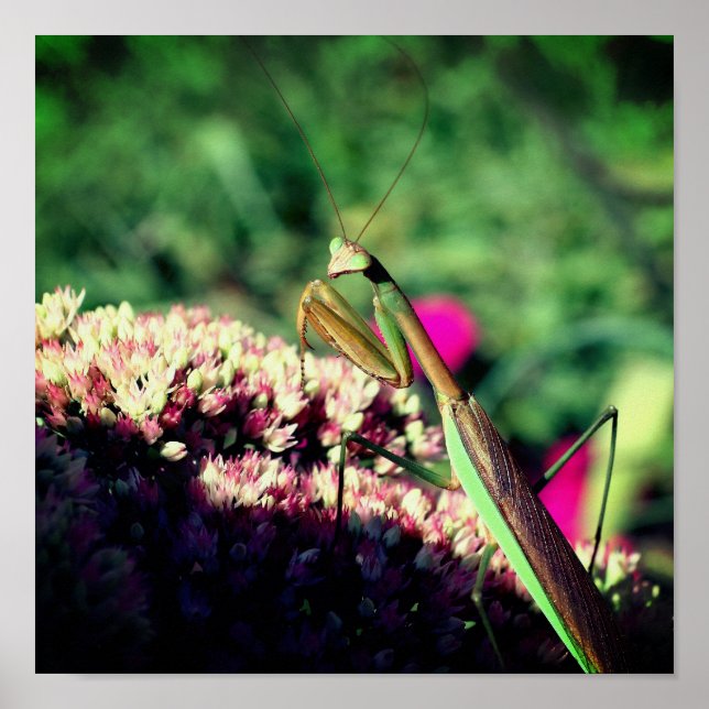 Poster Priez Mantis Sur Sedum Flower Close Up (Devant)
