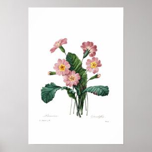 Poster Primevère