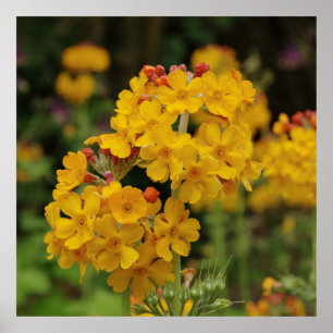 Poster Primevère fleurissante de candélabres