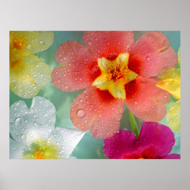 Poster Primrose (Devant)