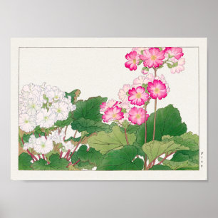 Poster Primula par Tanigami Konan