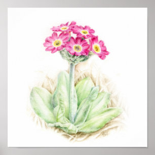 Poster Primula scotia alpine plante aquarelle art