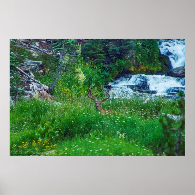 Poster Prince de la Forêt (Devant)