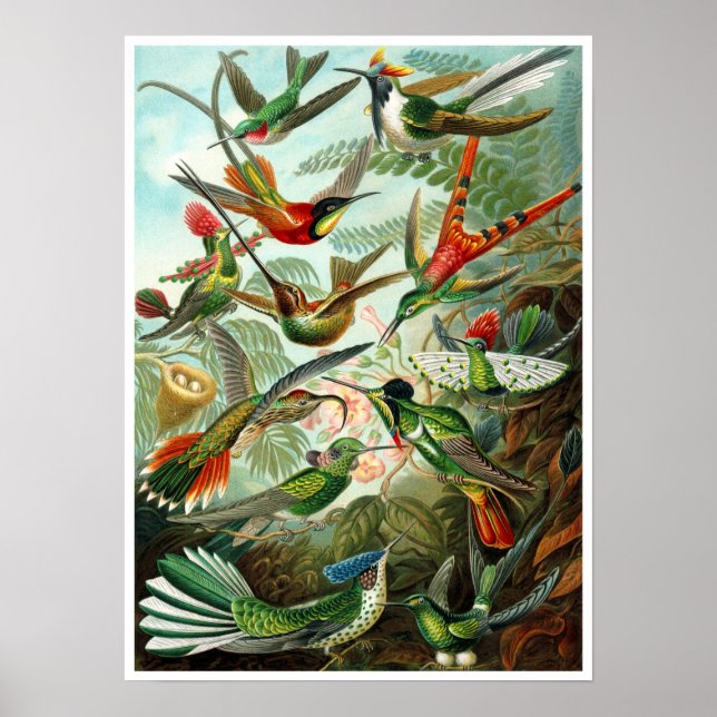 Poster/Print: Hummingbirds by Haeckel Poster (Vorne)