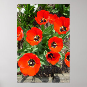 Poster Printemps