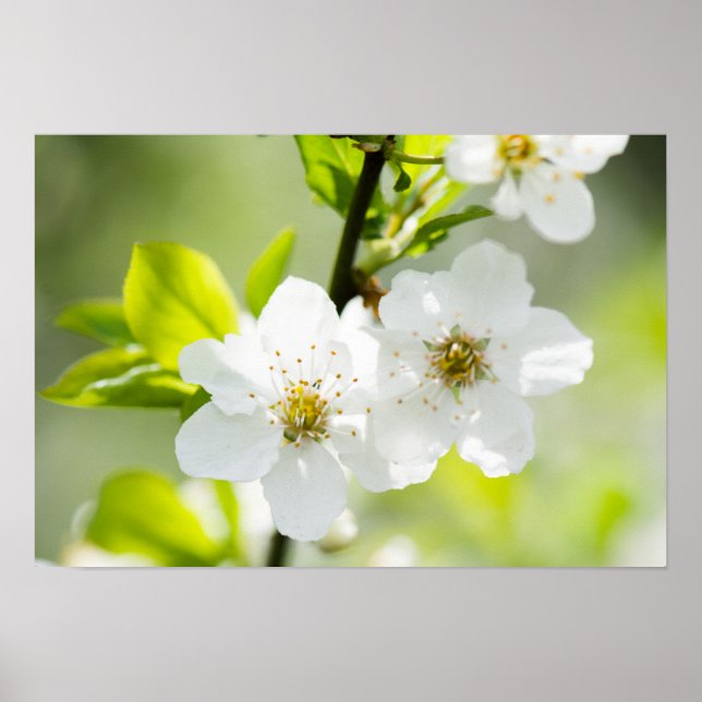 Poster Printemps (Devant)
