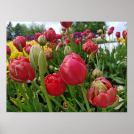 Poster Printemps des Tulipes rouges