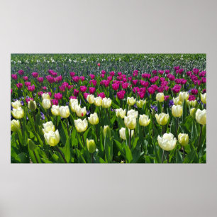 Poster Printemps en Hollande avec Tulips