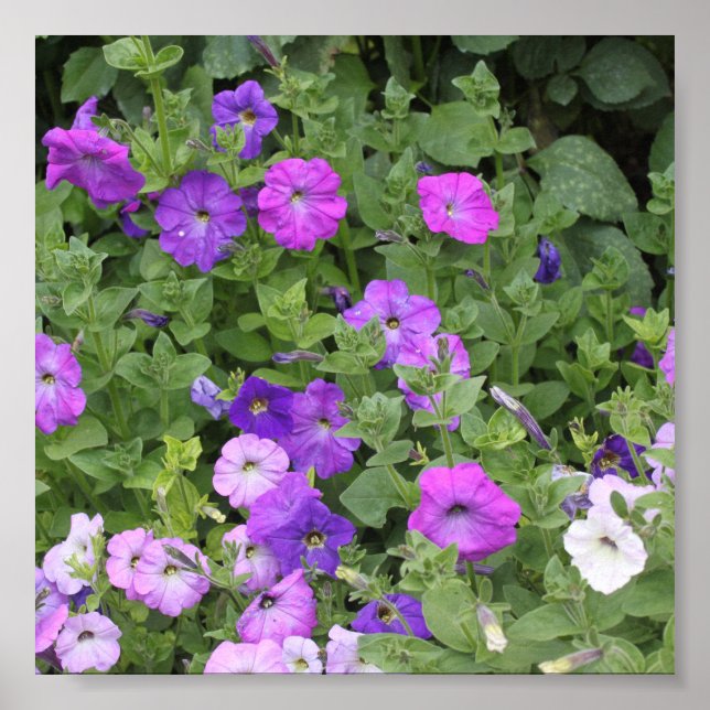 Poster Printemps Été Floral Purple Petunia Décor (Devant)