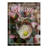 PRINTEMPS Rose Lenten