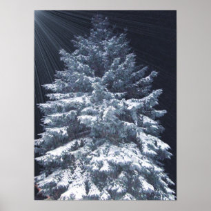 Poster Prix TBA - Lumières de pin