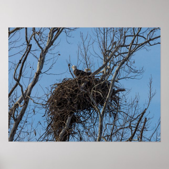 Poster Problème de double aigle (Devant)