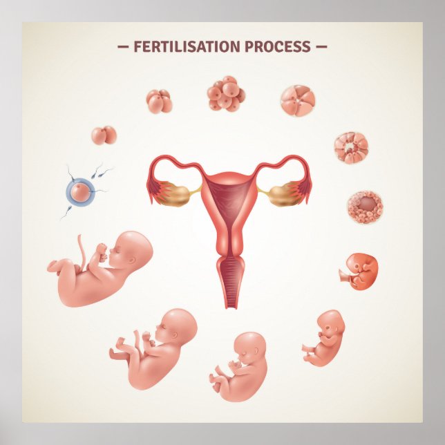 Poster Processus de fertilisation humaine (Devant)