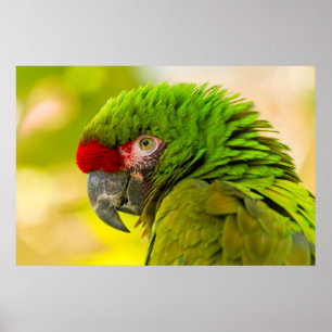 Poster Profil d'ara au zoo de Santa Barbara