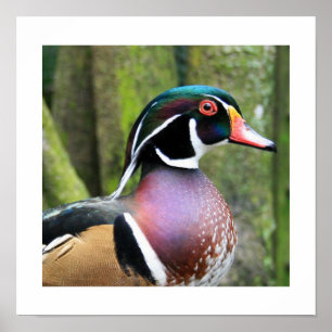 Poster Profil de canard à bois mâle