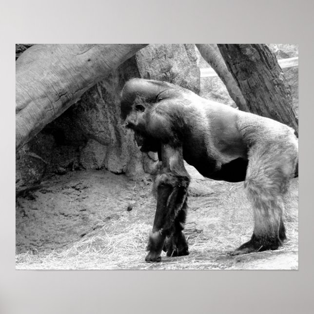 Poster Profil de Gorilla masculin en noir et blanc (Devant)