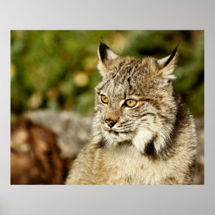 Poster Profil de Lynx canadien
