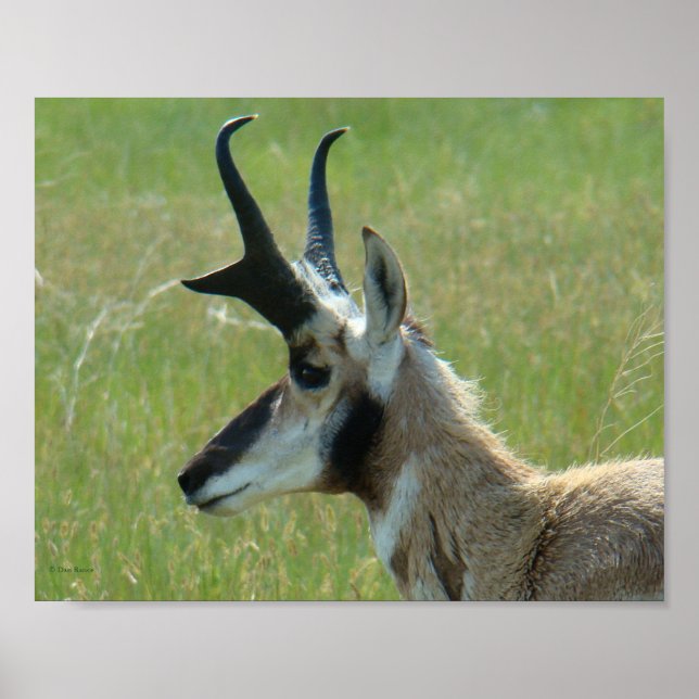 Poster Profil de tête de grand buck d'antilope à fourche  (Devant)
