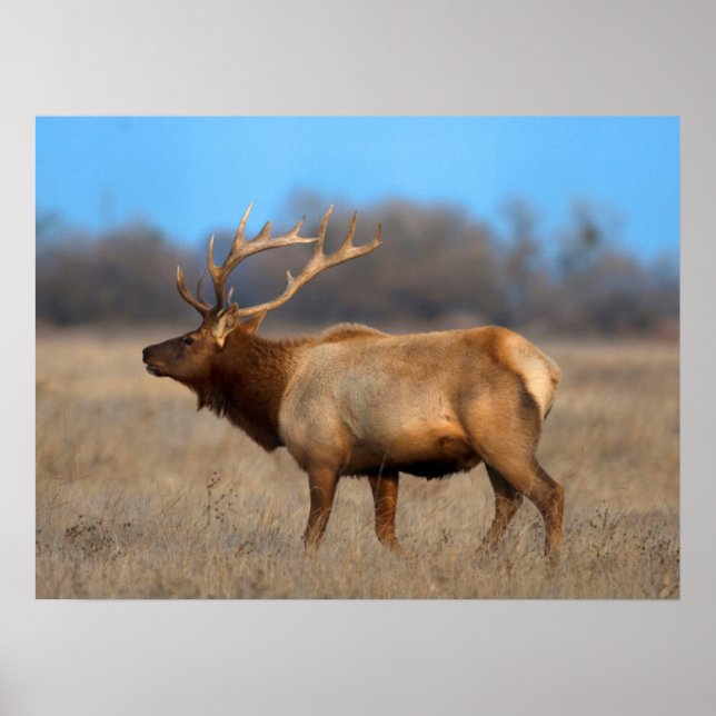 Poster Profil d'Elk à l'automne (Devant)