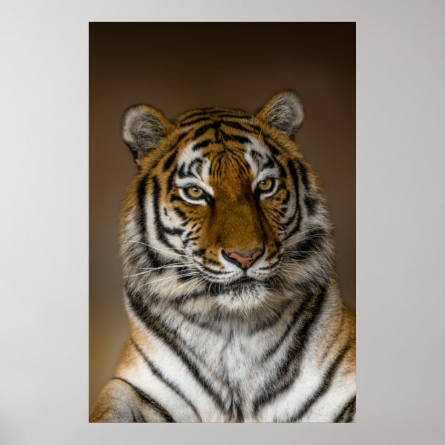 Poster Profil Tiger (Devant)