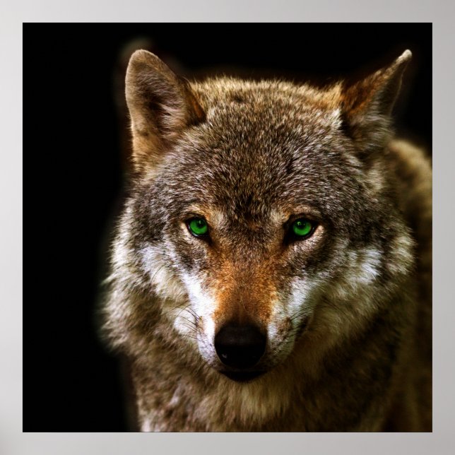 Poster Profil Wolf avec yeux verts ~ arrière - plan modif (Devant)