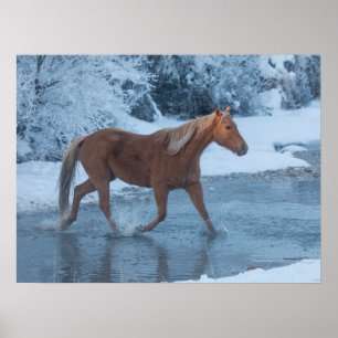 Poster Promenade à cheval en hiver sur la piste Hideout