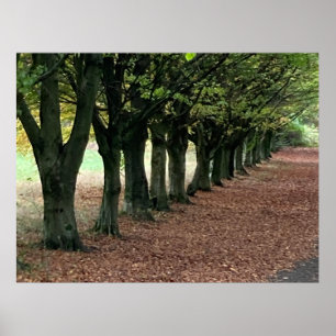 Poster Promenade dans les bois 