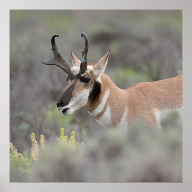 Poster Pronghorn Antelope Buck | Grand Tétons (Devant)
