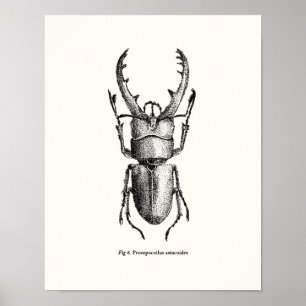 Poster Prosopocoilus astacoides - dendroctone géant