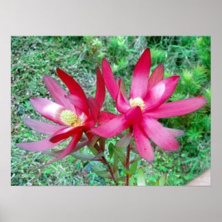 Poster Protea