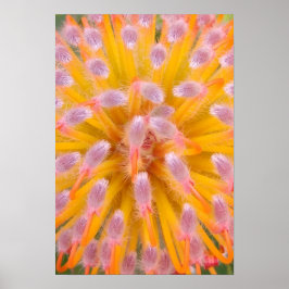Poster Protéacées roses et roses du Pincushion orange