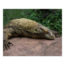 Protecteur Komodo Dragon