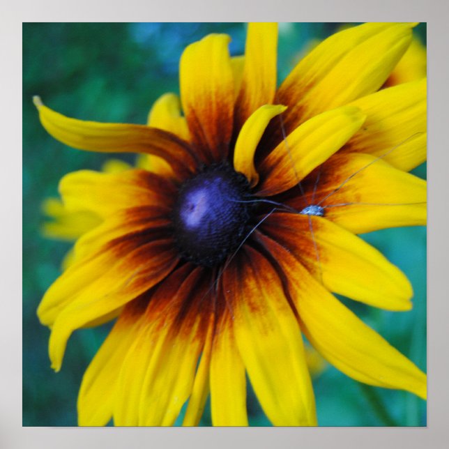 Poster Protéger la beauté (Devant)