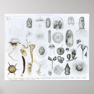 Poster Protozoaires et coelentérés