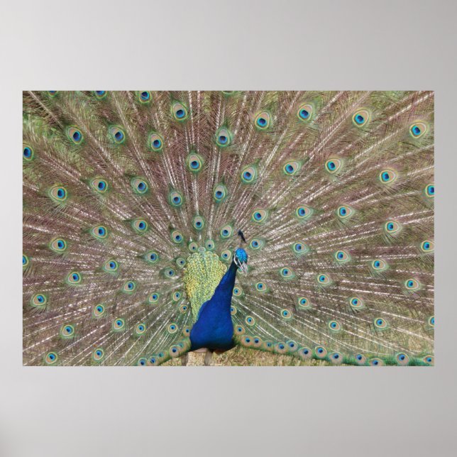 Poster Prouve Peacock (Devant)