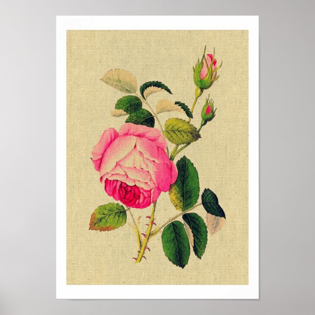 Poster Provence Rose Vintage (Devant)