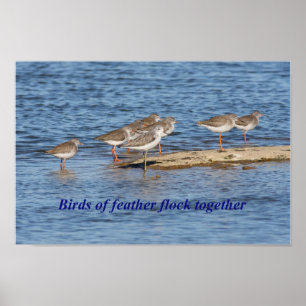 Poster Proverbe anglais d'oiseau